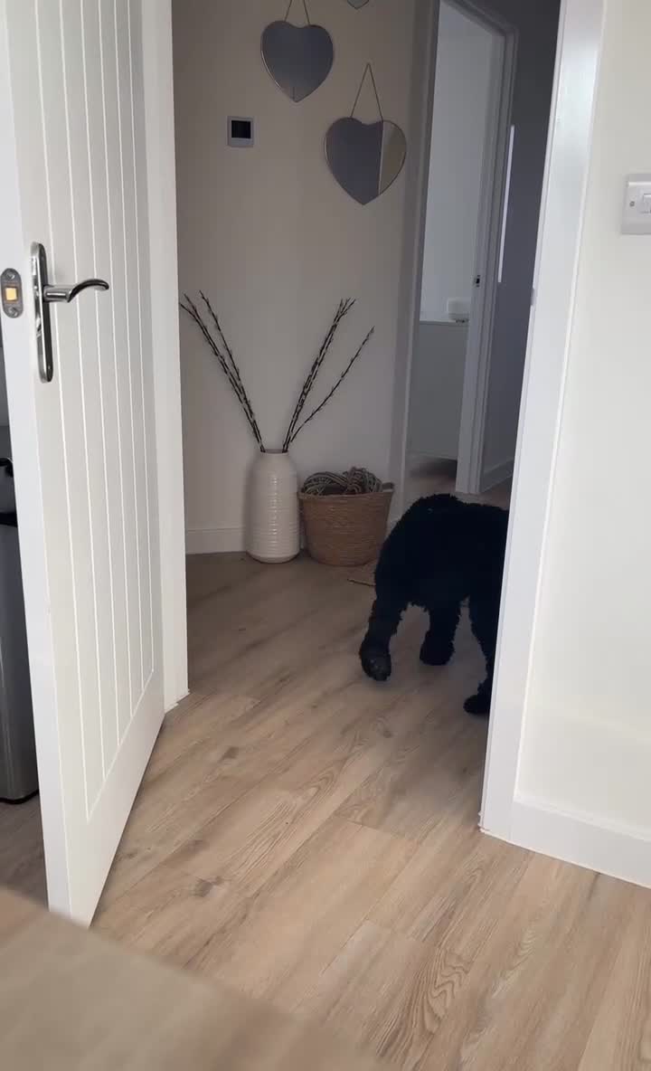 Cockapoo dogs for sale: Female cockapoo for re-home  - Video 1