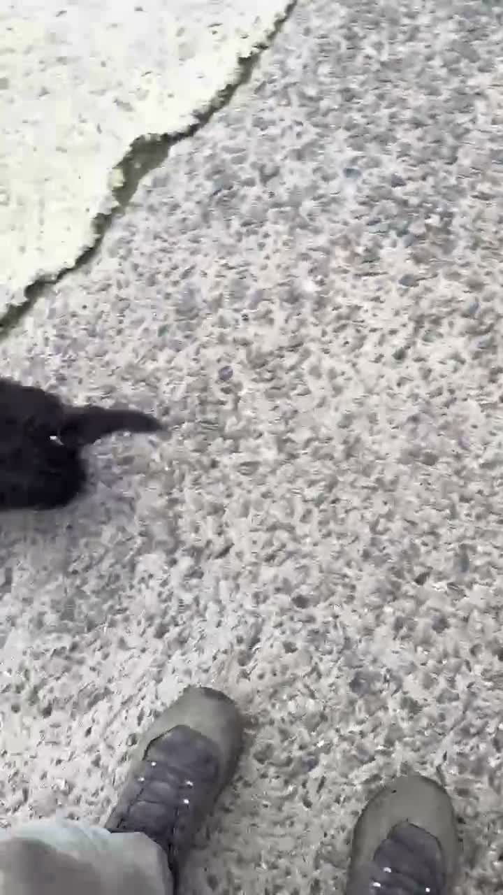 Shihpoo dogs for sale: Gorgeous black girl in Liskeard - Video 1