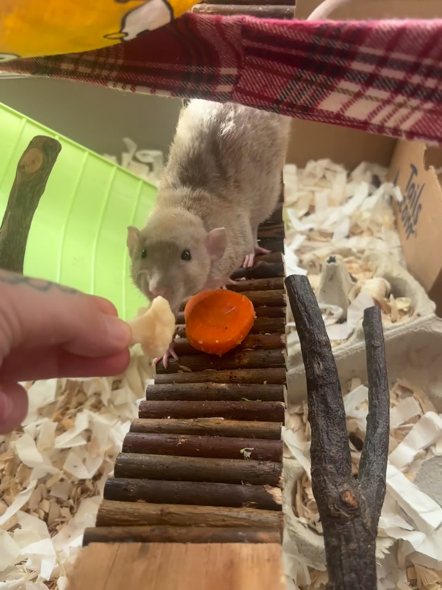 Rat rodents for sale: 3 male rats and massive amount of accessories  - Video 1