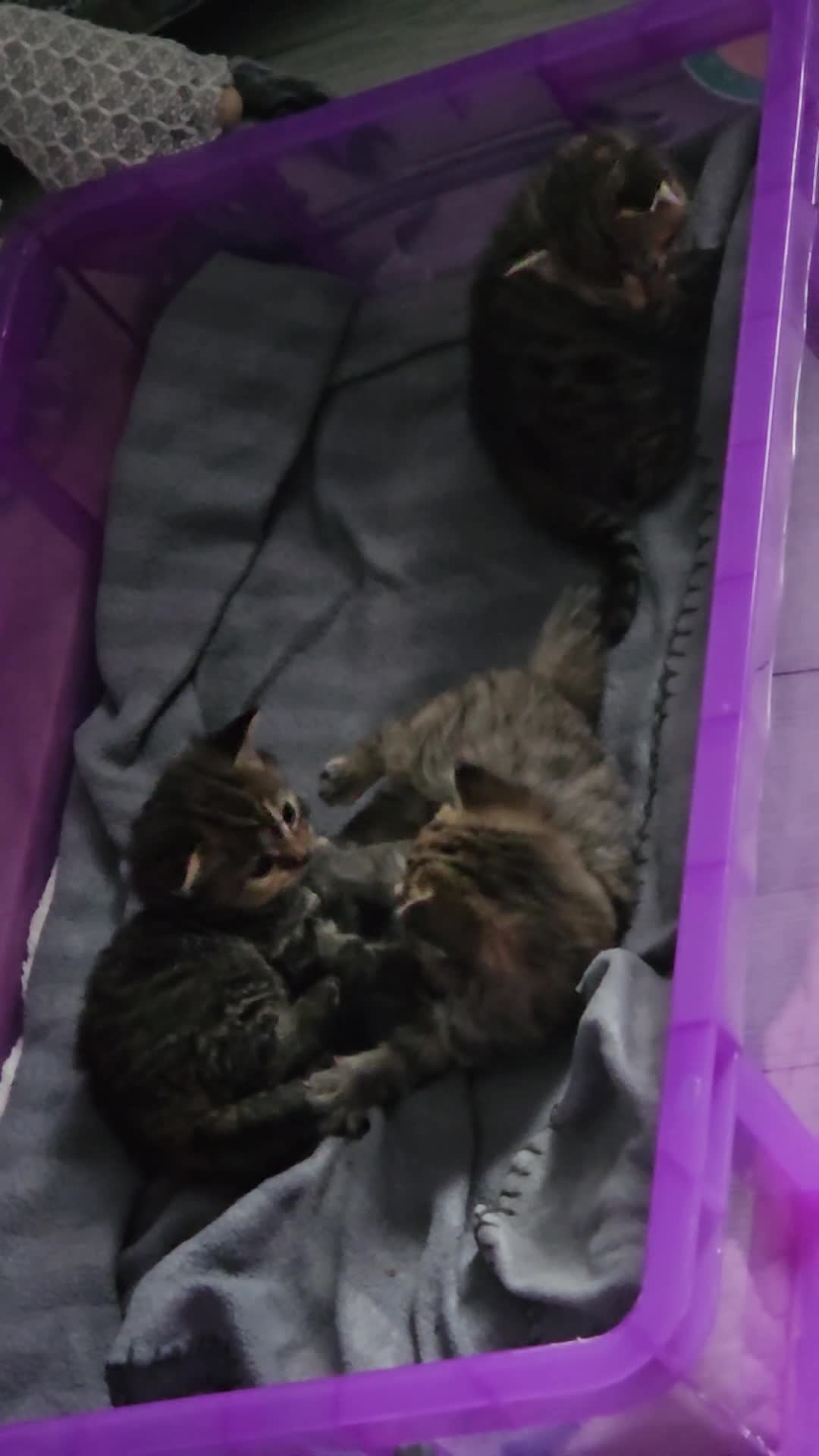 Bengal cats for sale: bengal cross kittens - Video 1