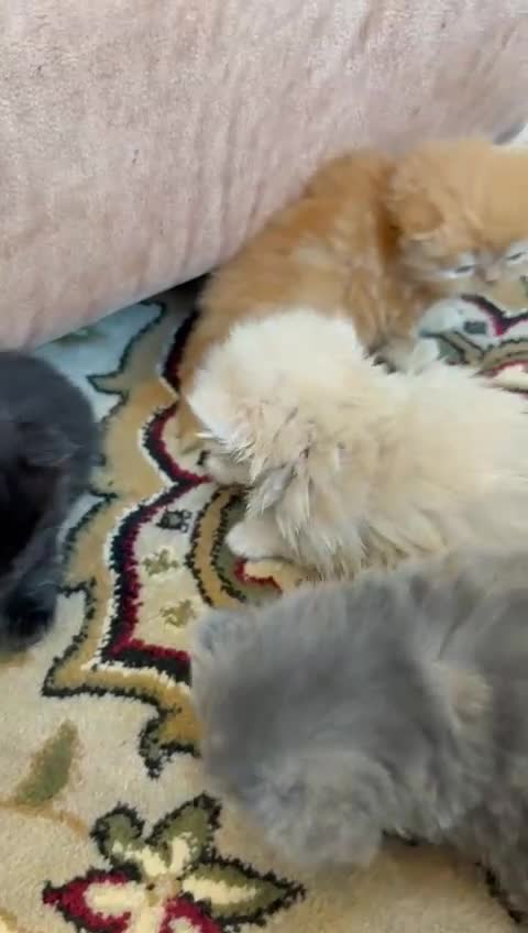 Persian cats for sale: Pedigree Persian Kittens- Rare & Beautiful Colours - Video 1