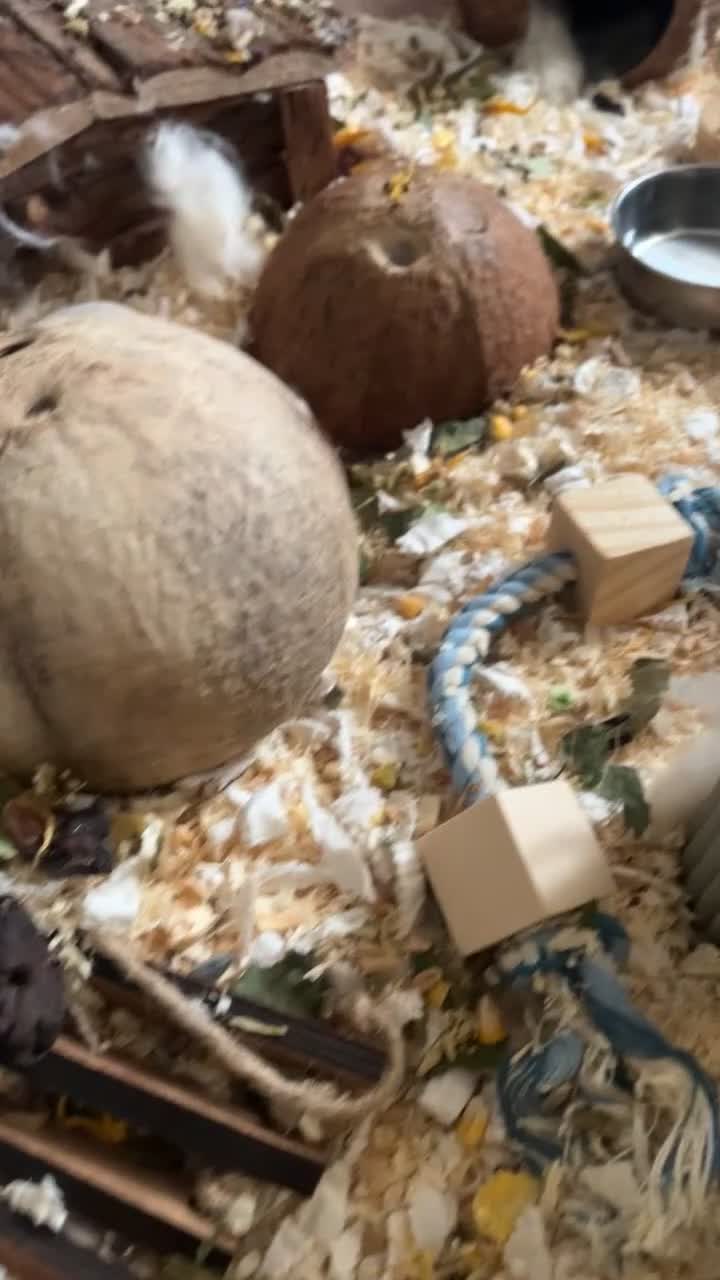 Gerbil rodents for sale: Friendly gerbils full setup included! in Ipswich - Video 1