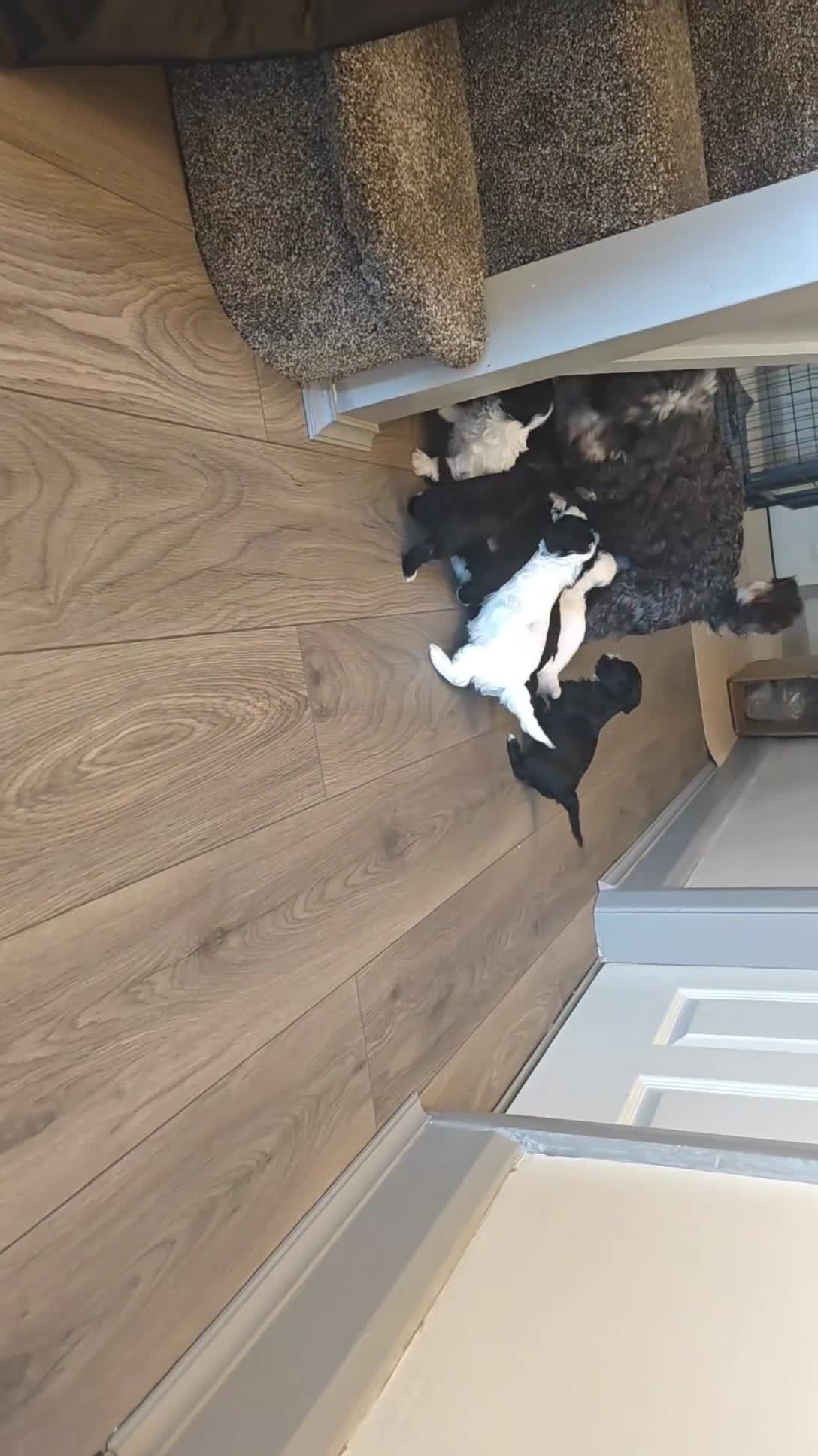 Havanese dogs for sale: Beautiful pedigree havanese litter for sale - Video 2