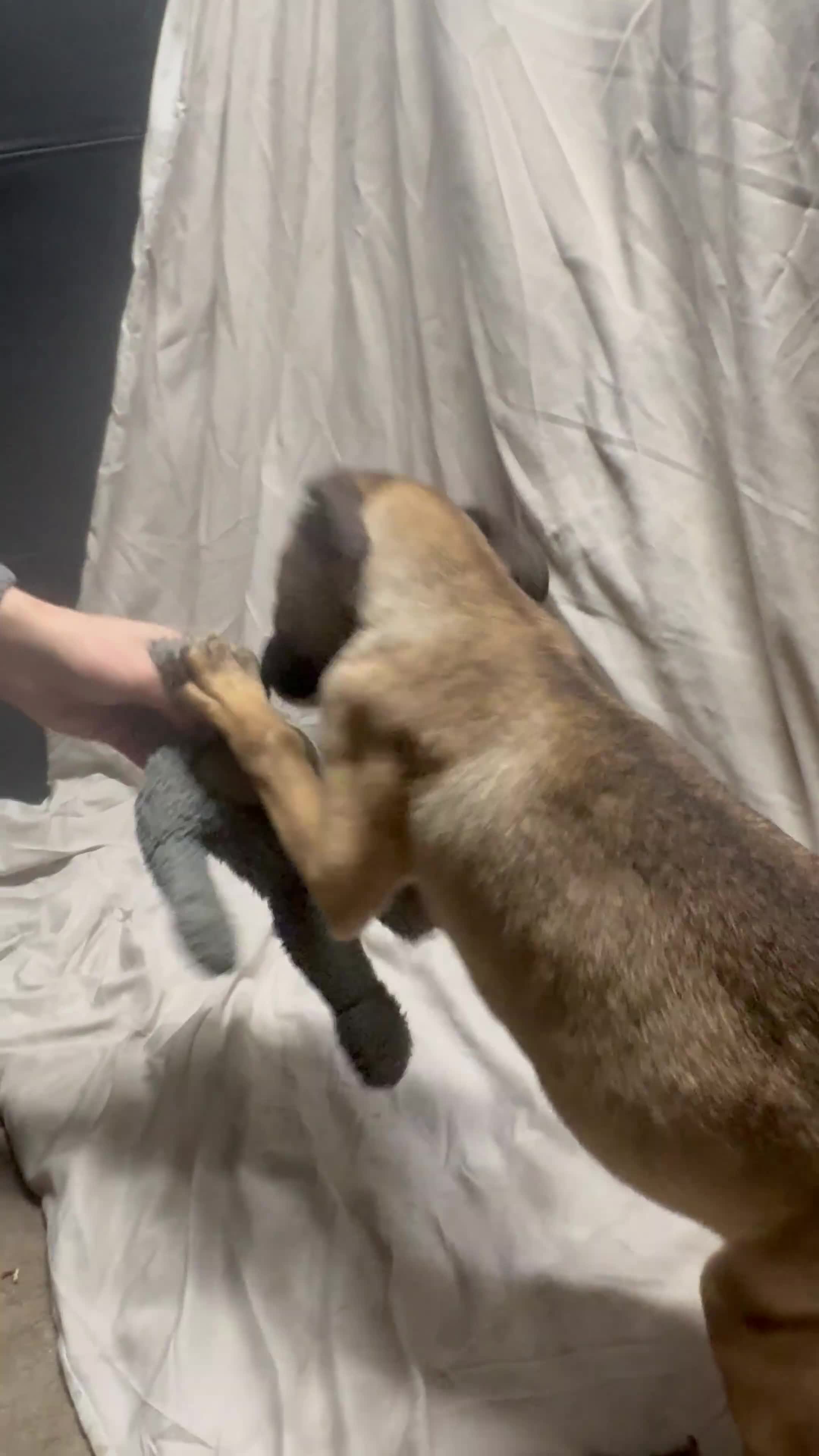 Mixed Breed dogs for sale: Belgian shepherd cross puppies - Video 4