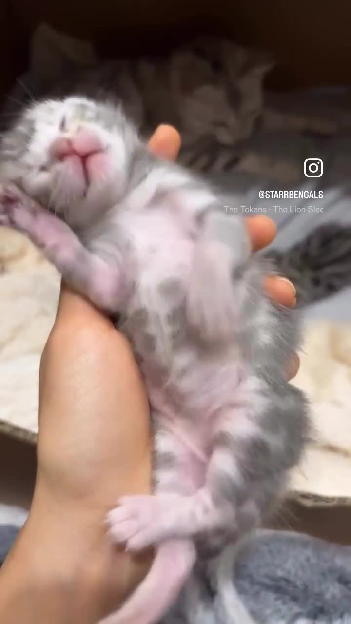 Bengal cats for sale: 🌟Bengal kittens🌟 - Video 1