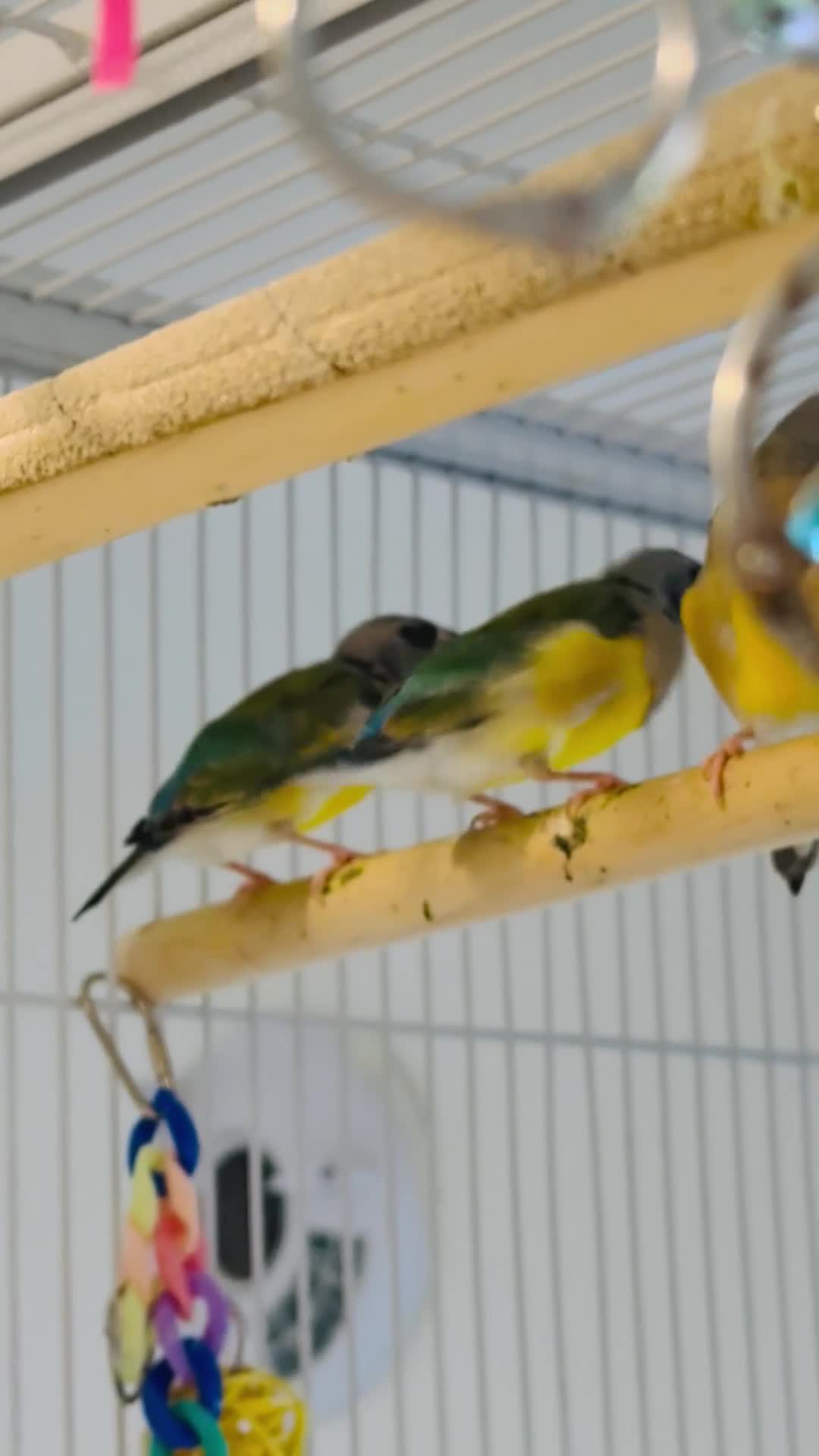 Finches birds for sale:  young male Blackhead Gouldians  Coloring Up! - Video 1