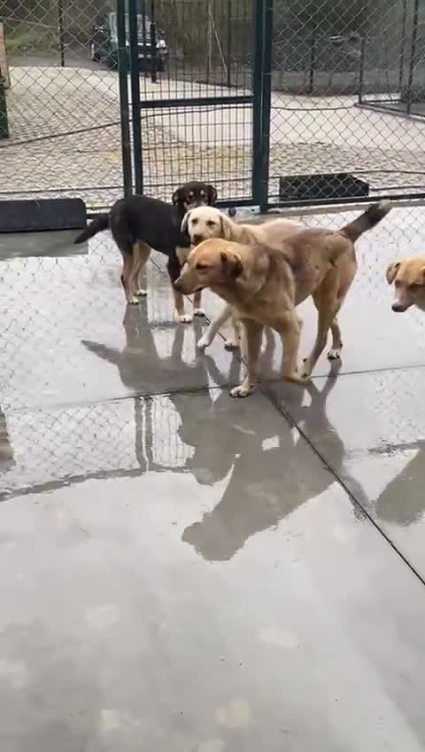 Mixed Breed dogs for adoption: Katie, 1.5 yrs approx. Available for adoption. - Video 5