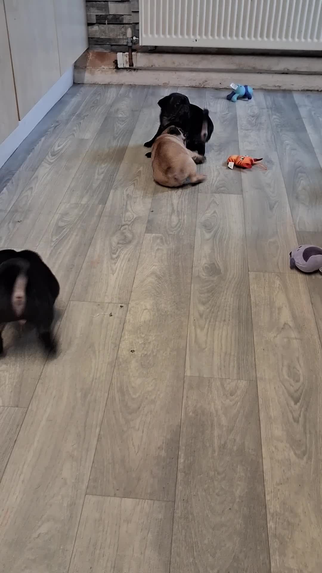 Pug dogs for sale: 5 adorable pug puppies for sale  - Video 1