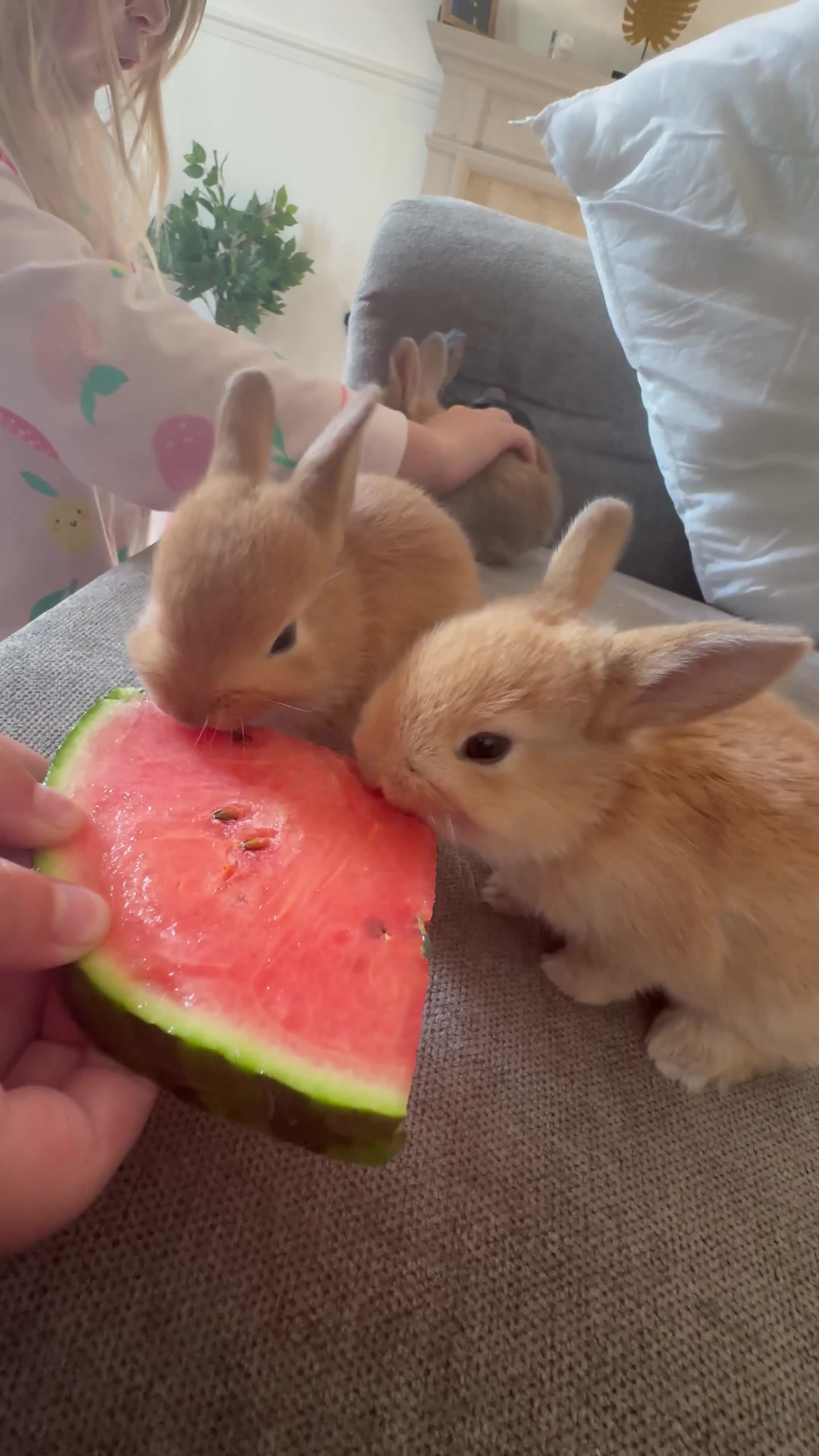Rex rabbits for sale: Rex cross Mini Lop  - Video 2