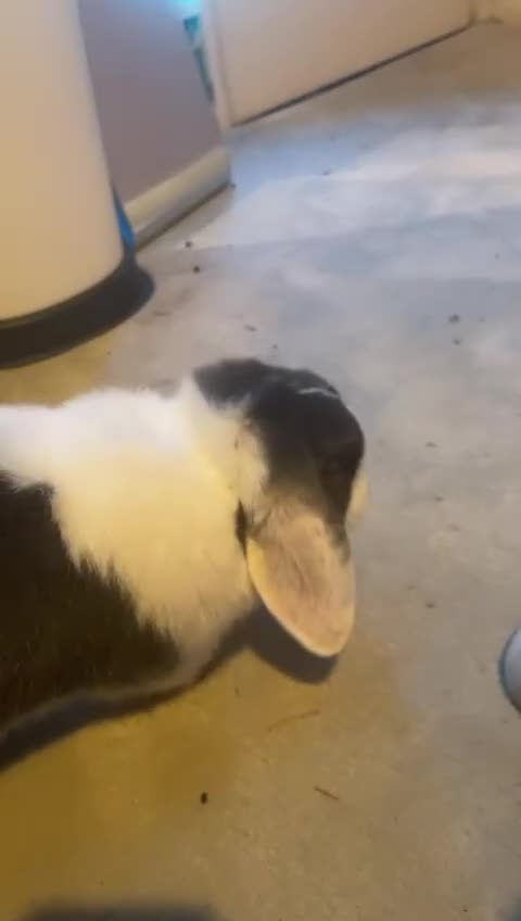 Dwarf Lop rabbits for sale: Mini  lop rabbit in Crewkerne - Video 1