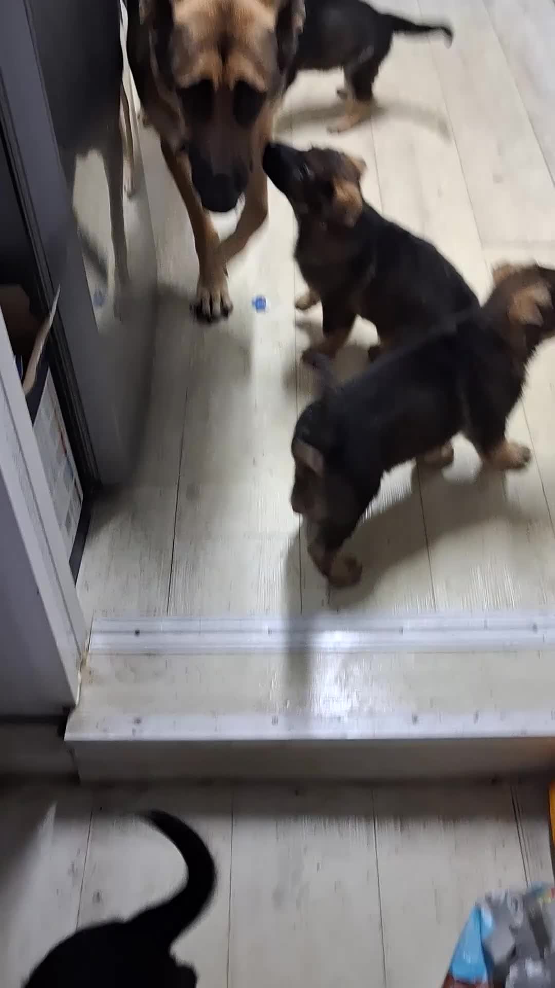 German Shepherd dogs for sale: APPROVED GSD PUPPIES,BLACK AND TAN,SABLE,SEE ALL P - Video 4