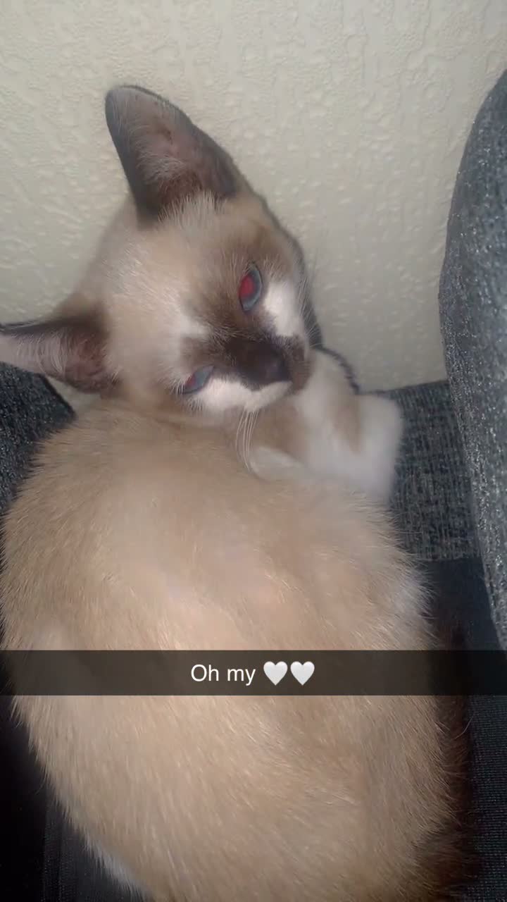 Siamese cats for sale: Girl Siamese kitten - Video 2