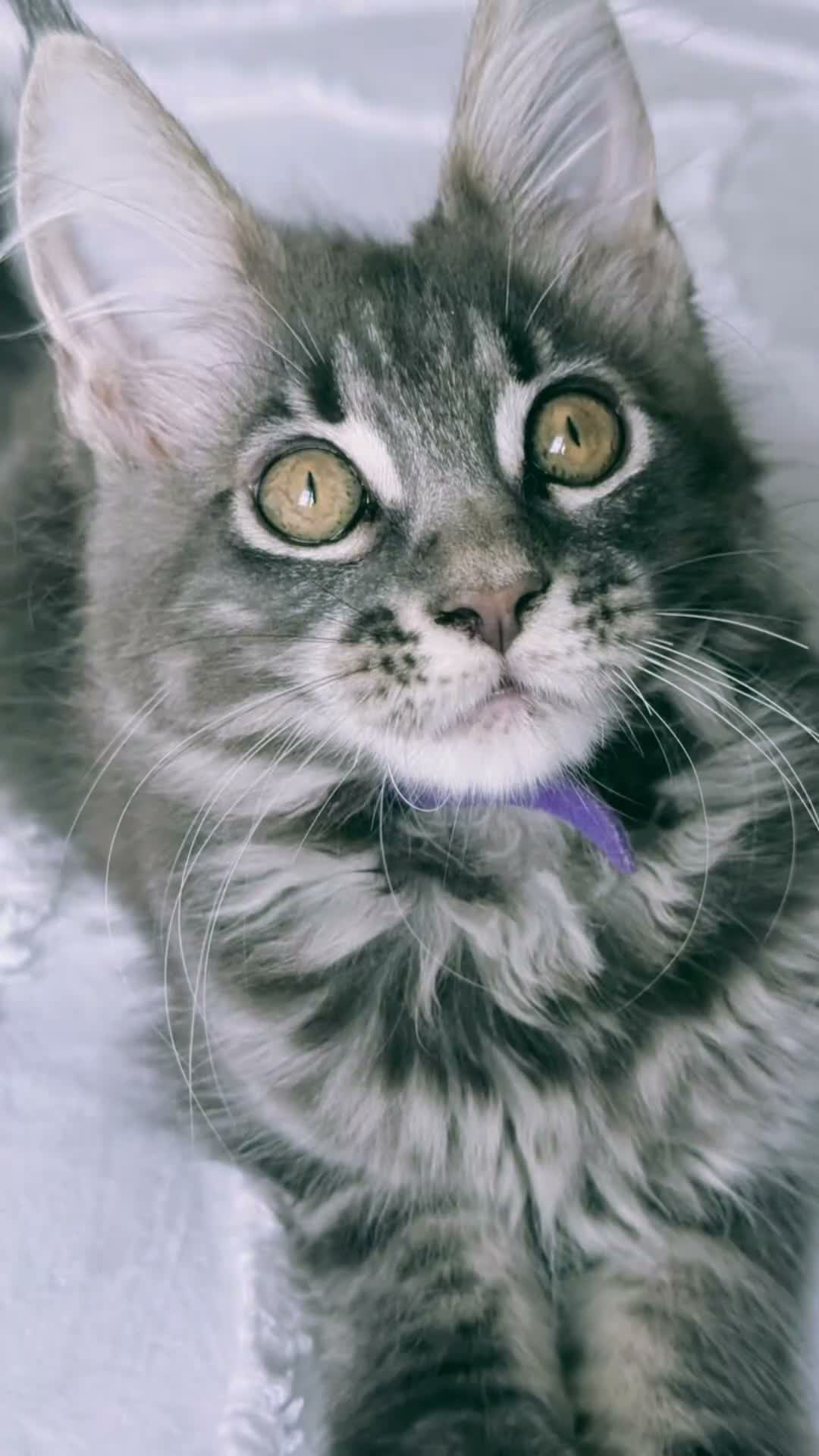 Maine Coon cats for sale: ACTIVE GCCF MAINE COON KITTENS 🐾❤️ - Video 1
