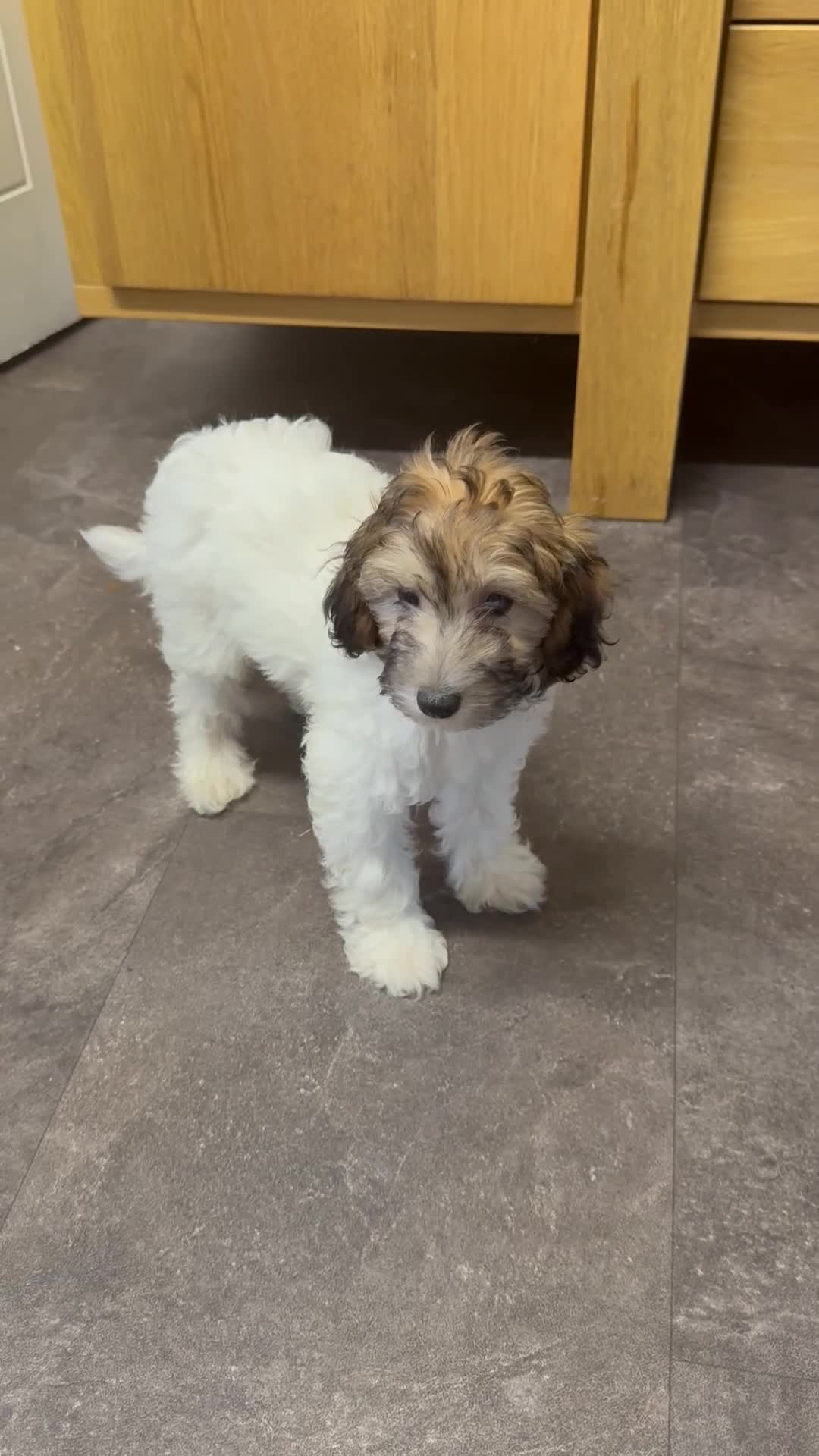 Chipoo dogs for sale: Last female silver phantom Toy Poodle Puppy - Video 1