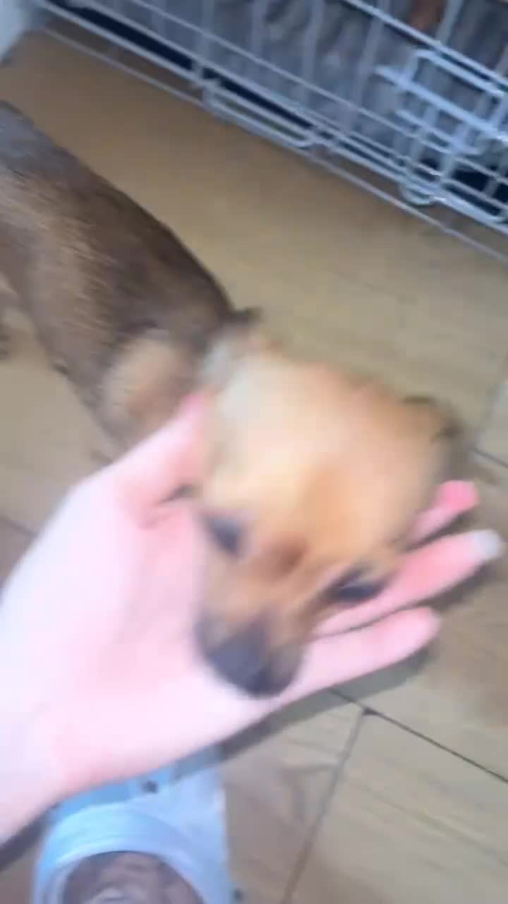 Chihuahua dogs for sale: Chihuahua girl - Video 1