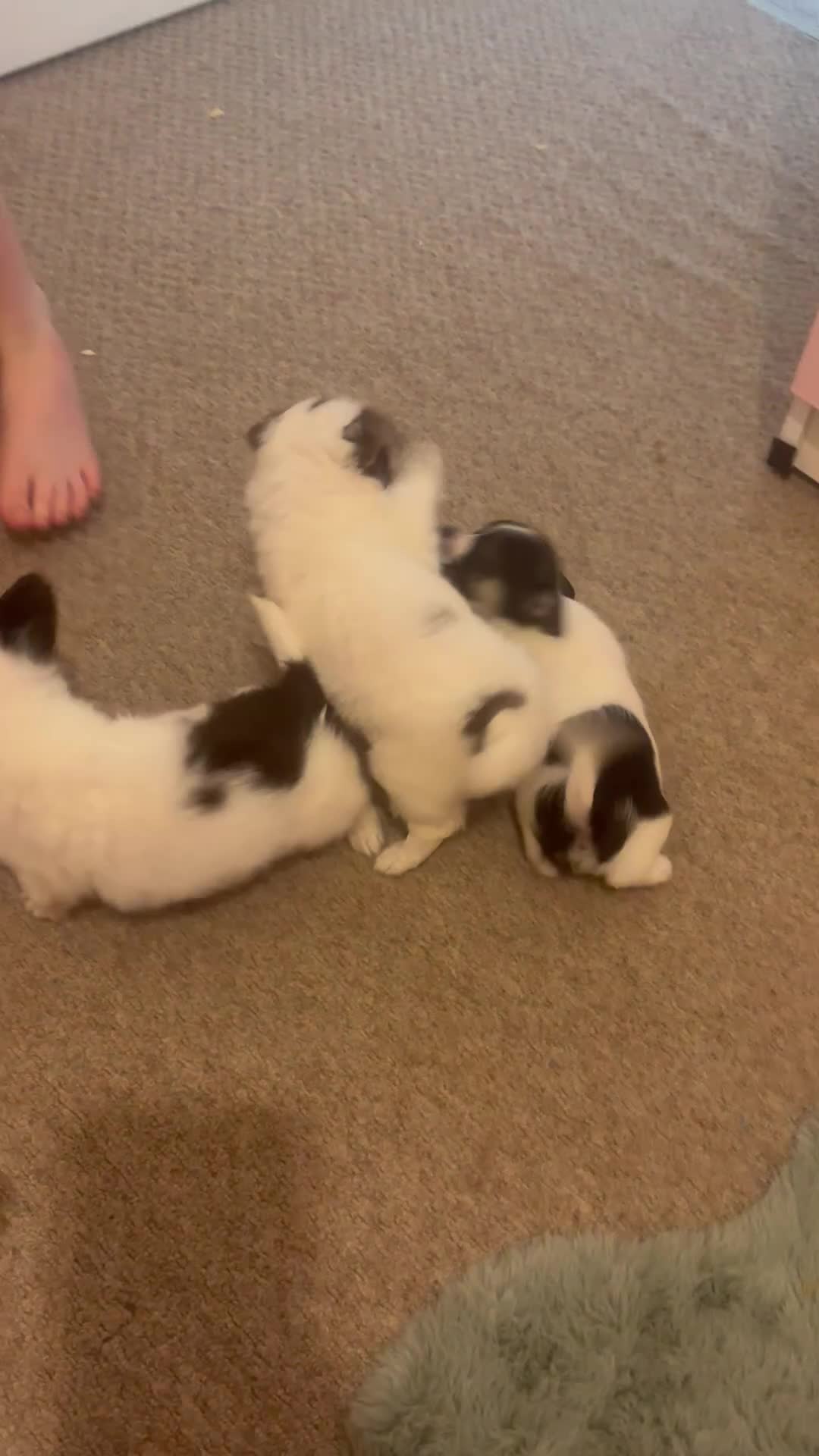 Mixed Breed dogs for sale: Miniature chihuahua X Jack russell puppies  - Video 1