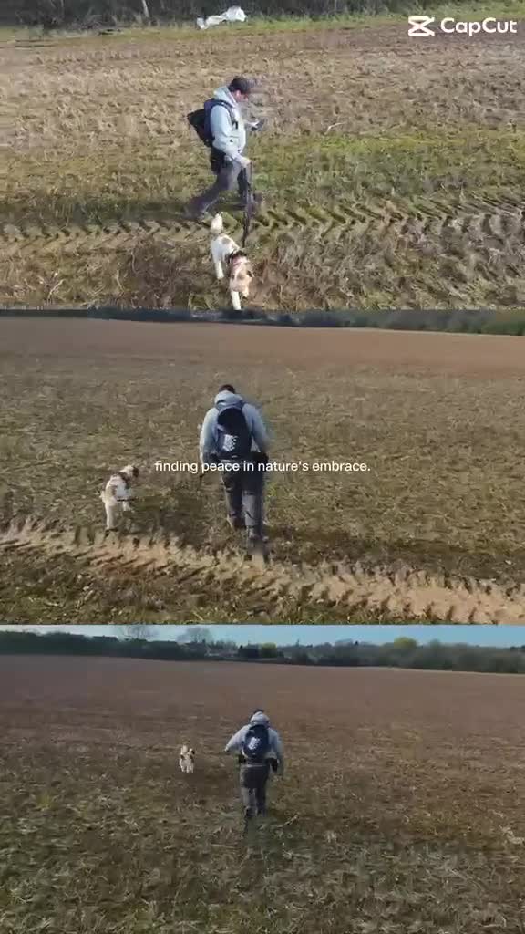 Australian Labradoodle dogs for sale: Percy needs a home! - Video 1