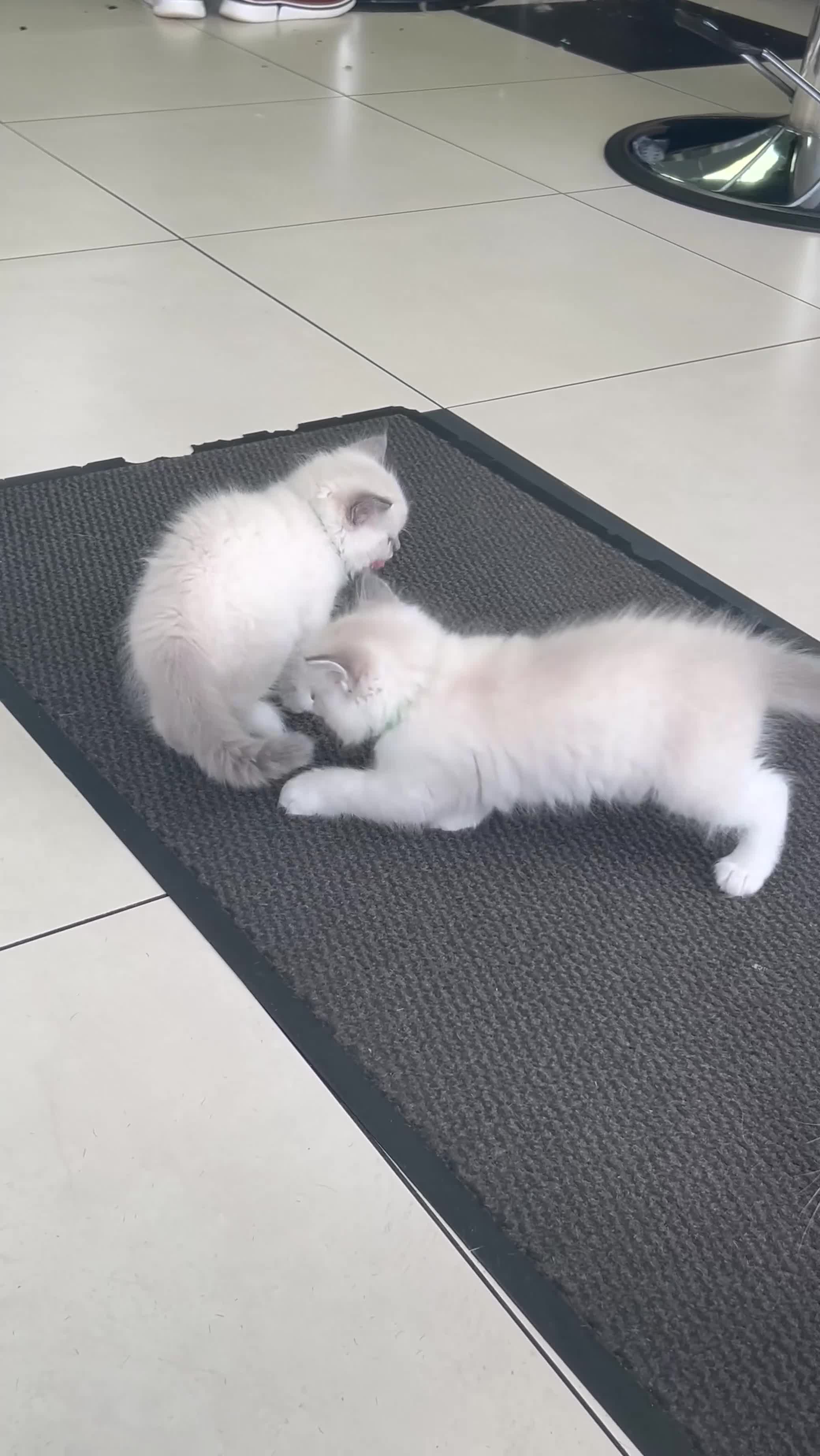 Ragdoll cats for sale: 3 Pure Ragdoll kittens and their mum  - Video 1