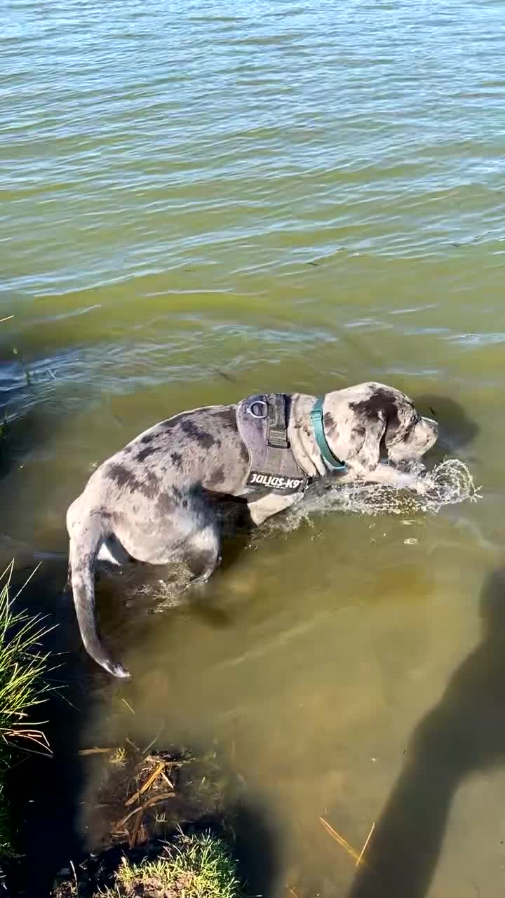 Cane Corso dogs for sale: Cane corso for Re-homing - Video 3