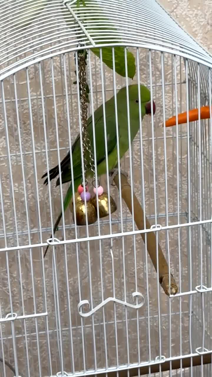 Ringnecks birds for sale: Indian Ringneck in Leeds - Video 2