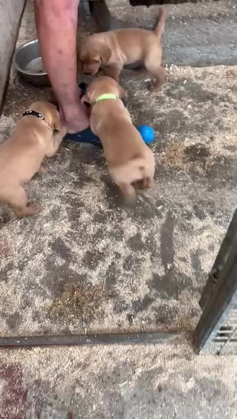 Labrador Retriever dogs for sale: Labrador Kc registered  - Video 1