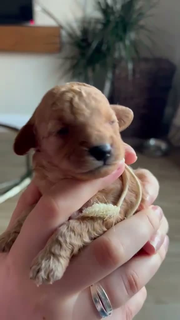 Cavapoo dogs for sale: ADORABLE F1b CAVAPOO PUPPIES FOR THEIR 4EVA HOMES  in Lancaster - Video 1