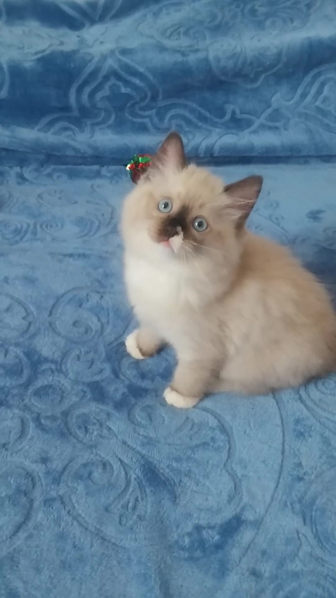 Ragdoll cats for sale: Adorable lovely ragdoll girl. - Video 1