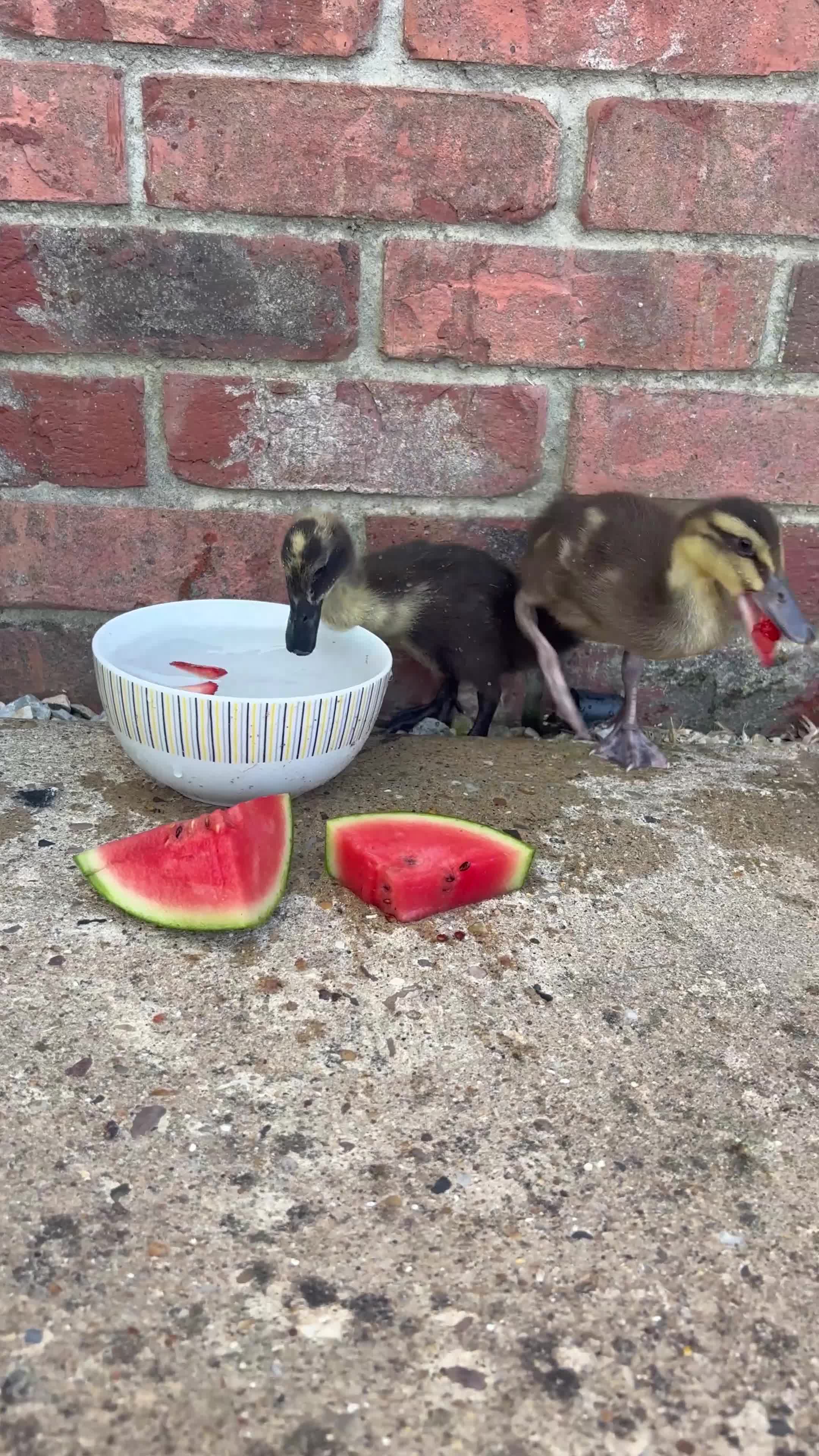Ducks poultry for sale: Hand rear runner duck pair.  - Video 5