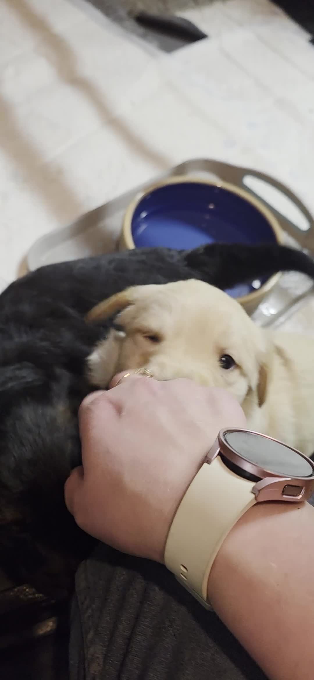 Mixed Breed dogs for sale: Golden shepherds - Video 1