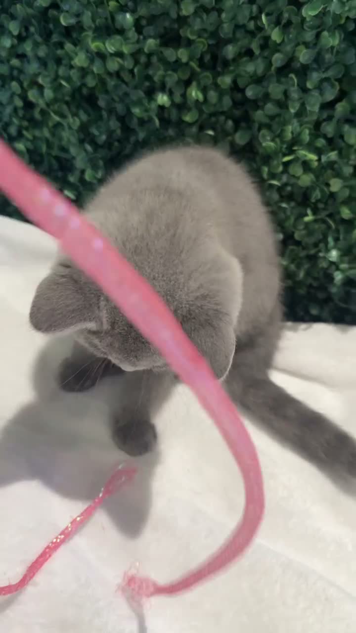 British Shorthair cats for sale: 💐British Shorthair Kittens (Blue)💐 - Video 3