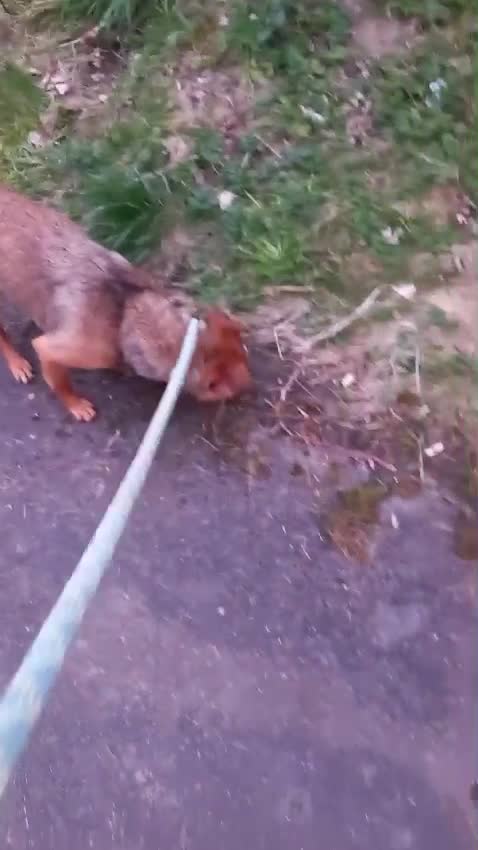 Mixed Breed dogs for adoption: Nolan needs a loving home  in Salisbury - Video 1