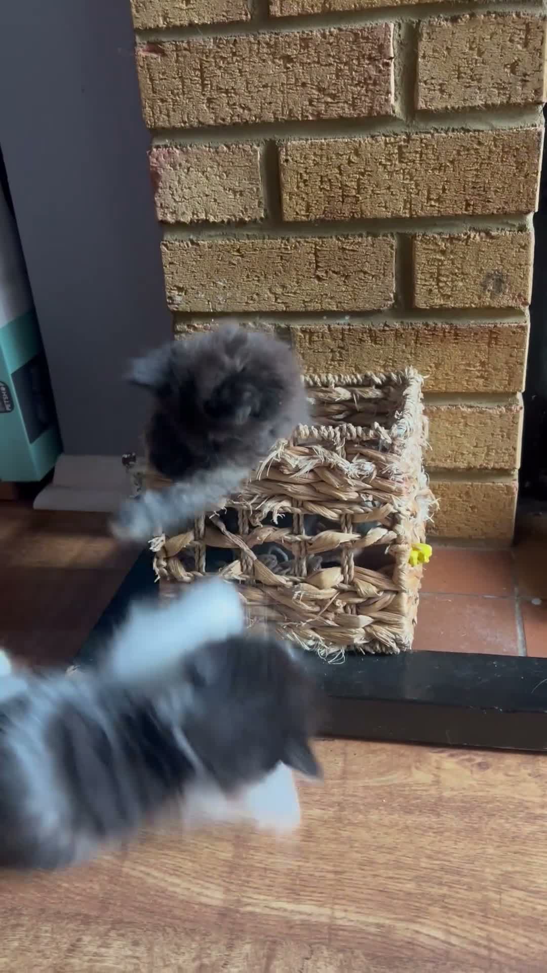 Mixed Breed cats for sale: Five adorable fluffballs looking for new homes - Video 1
