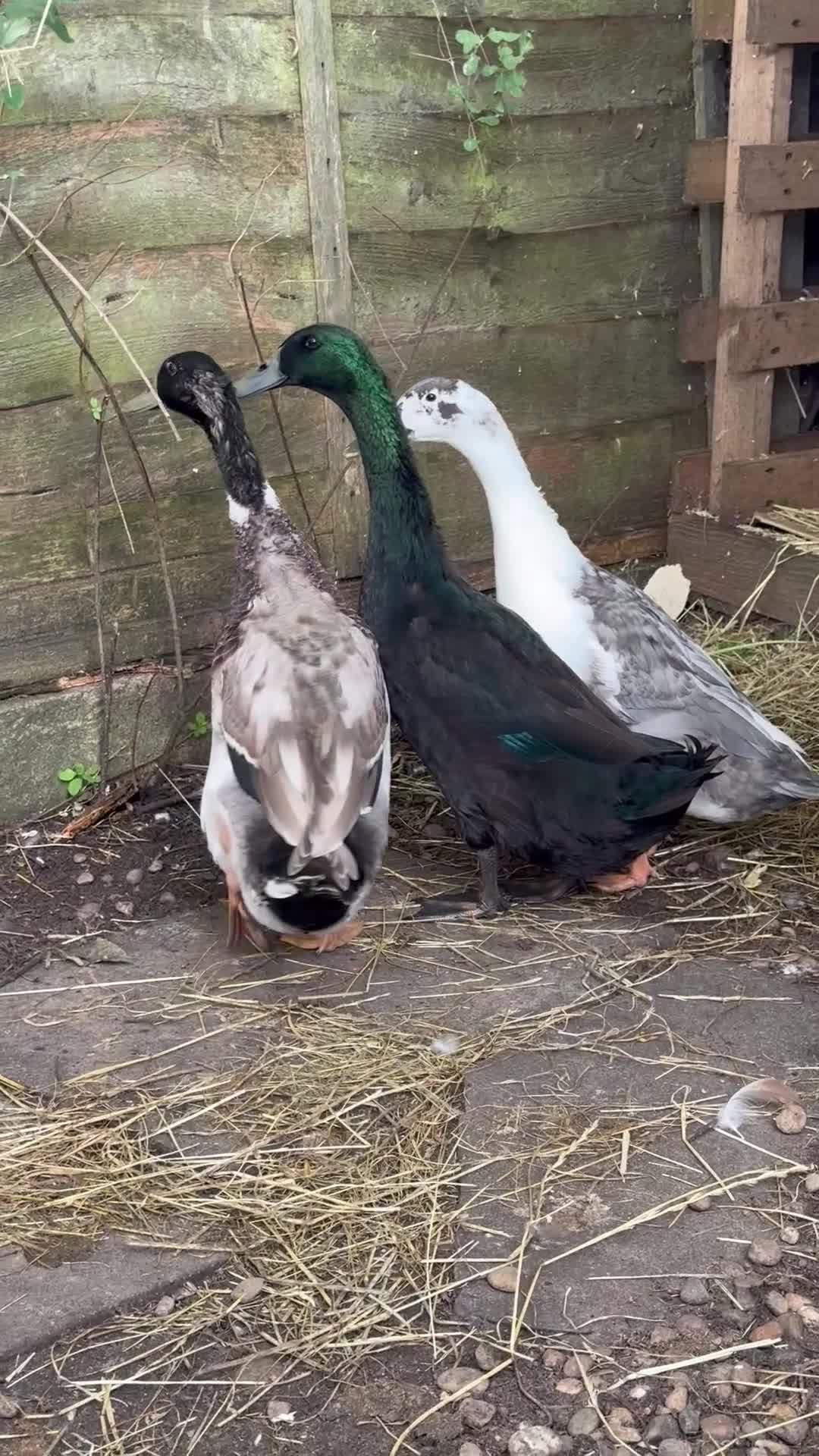 Ducks poultry for sale: 2 Indian Runner Drakes looking for a new home - Video 1