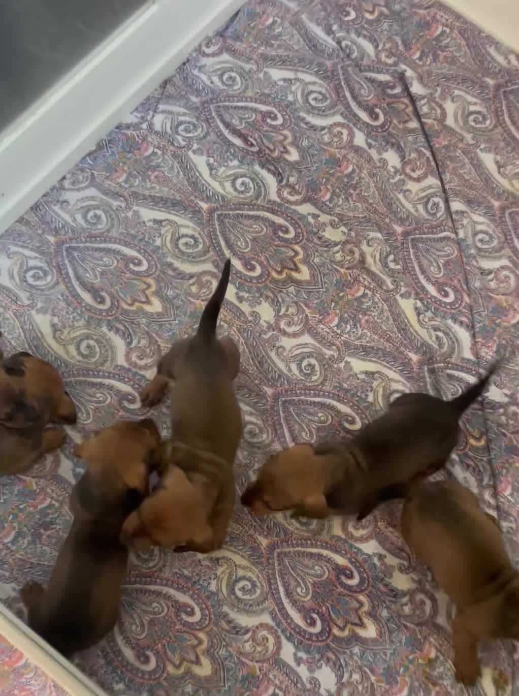 Miniature Dachshund dogs for sale: 6 beautiful minature dachshund puppy’s for sale 😍 in Borehamwood - Video 2