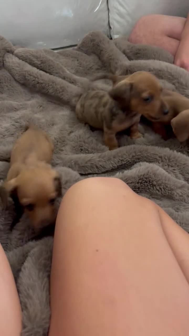 Miniature Dachshund dogs for sale: Beautiful mini dachshund pups - Video 1