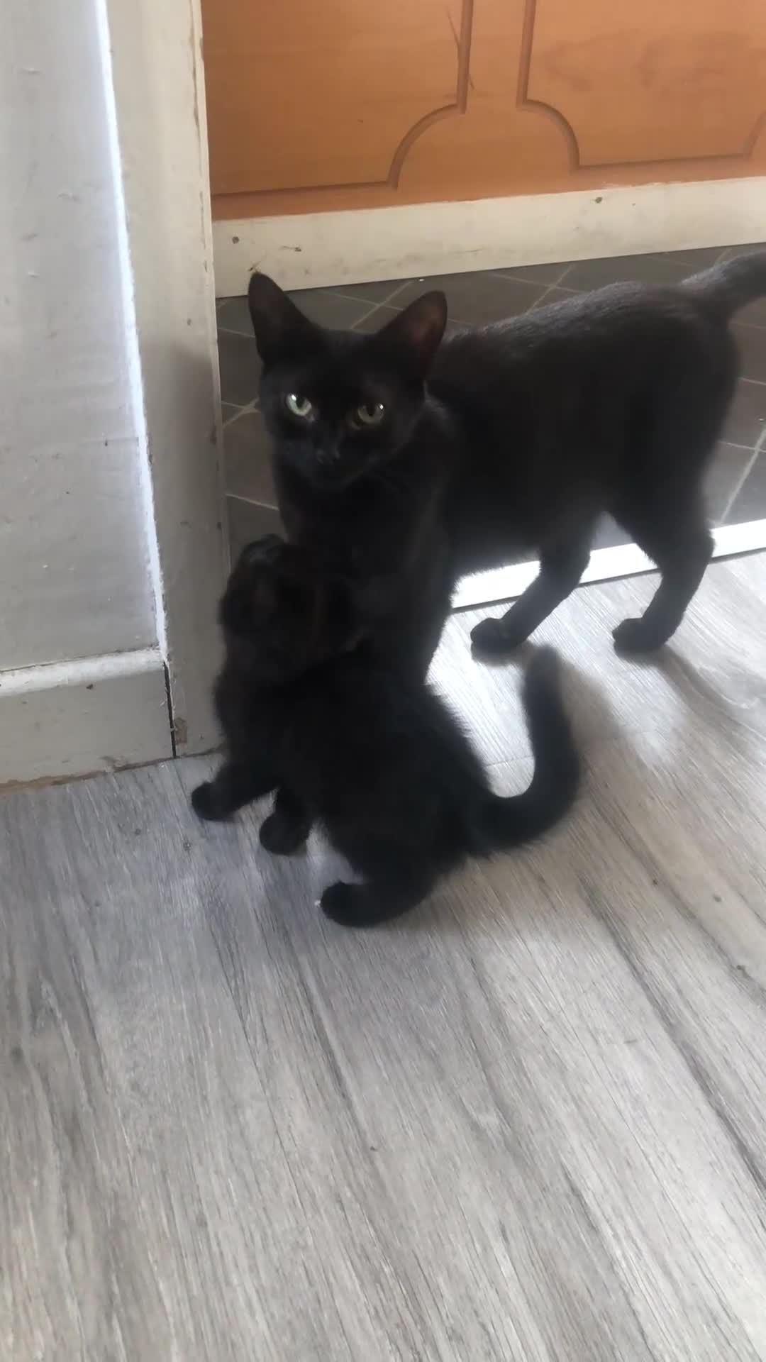 Mixed Breed cats for sale: 2 Black Males, 2 Tortoiseshell Females For Sale - Video 1