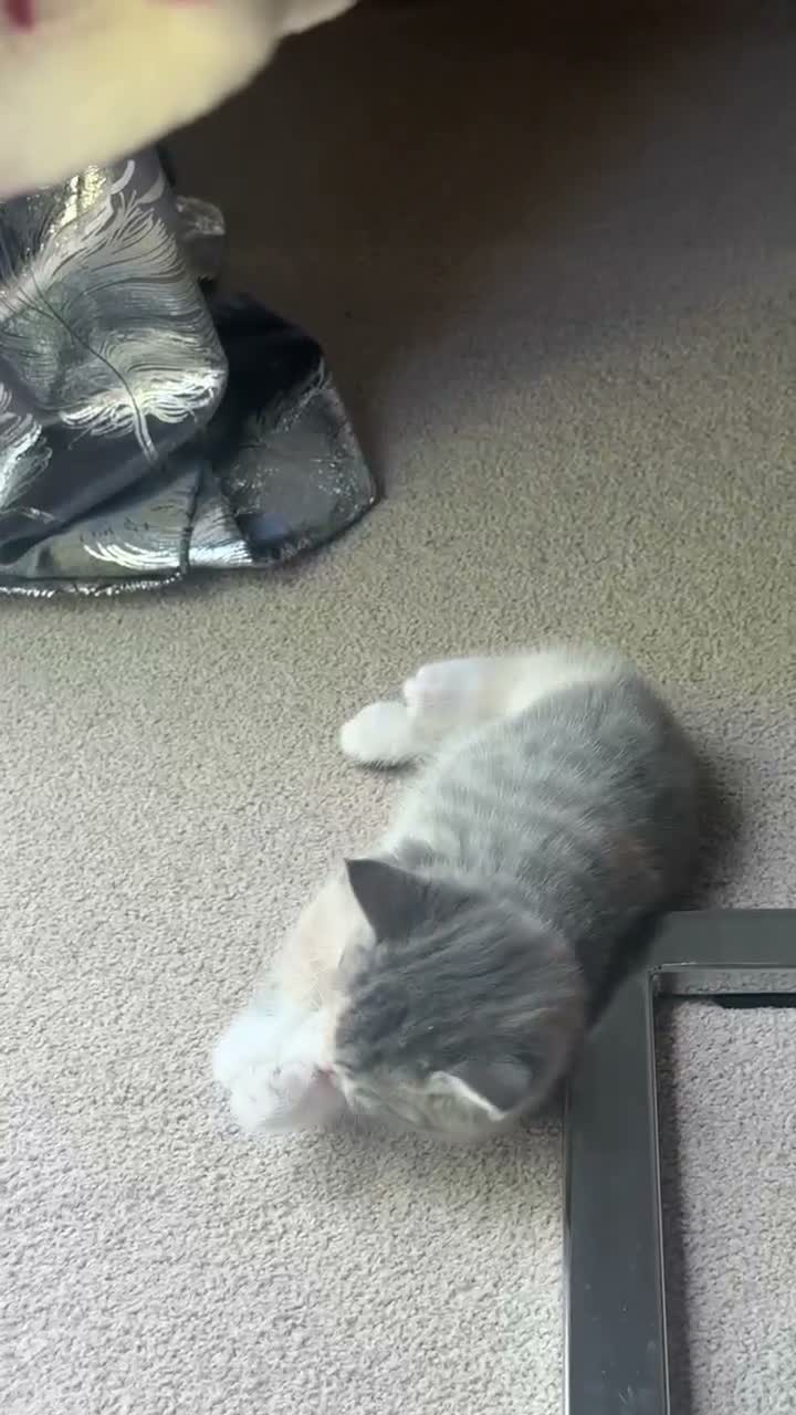 Mixed Breed cats for sale: Beautiful female kittens in Ipswich - Video 4