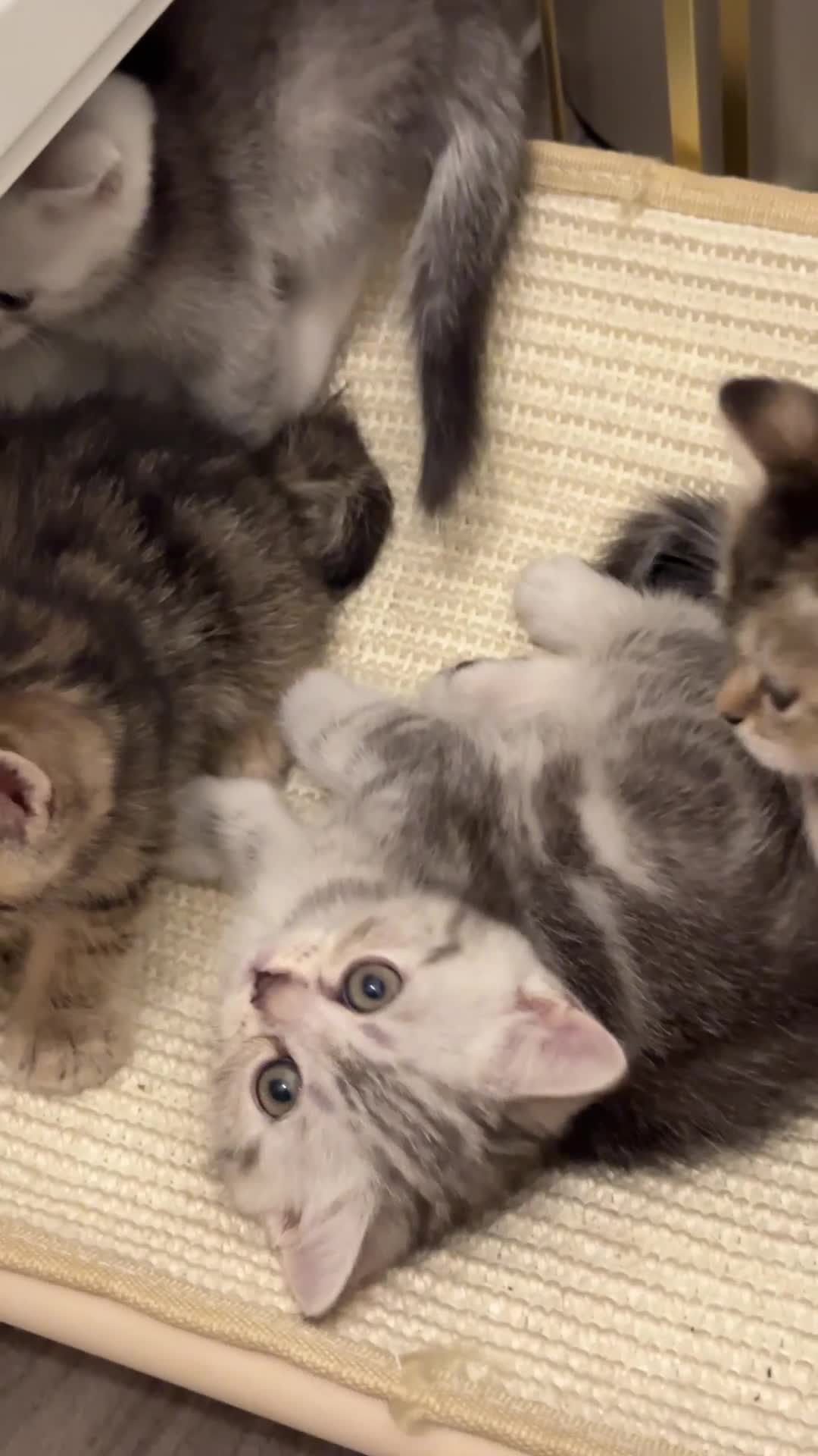 British Shorthair cats for sale: British Shorthair Kittens  - Video 1