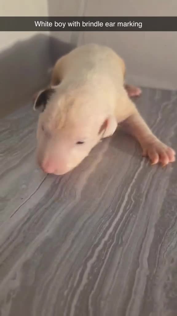 English Bull Terrier dogs for sale: KC REGISTERED ENGLISH BULL TERRIER PUPPIES  - Video 5