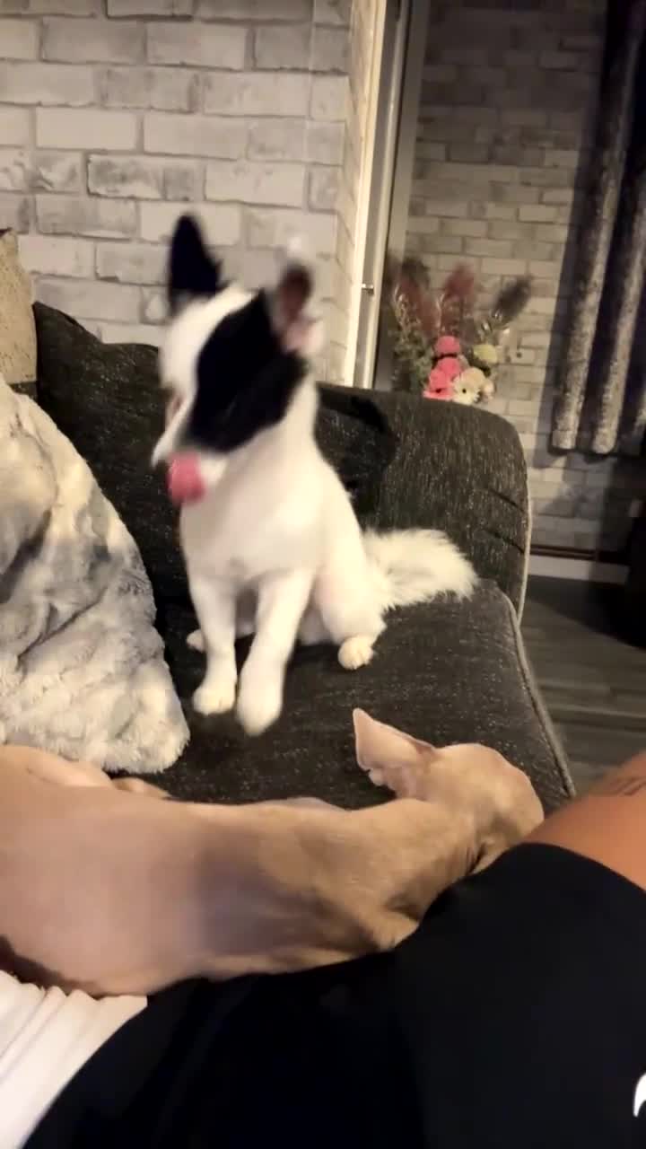 Chihuahua dogs for sale: male chihuahua for sale bolton in Bolton - Video 1