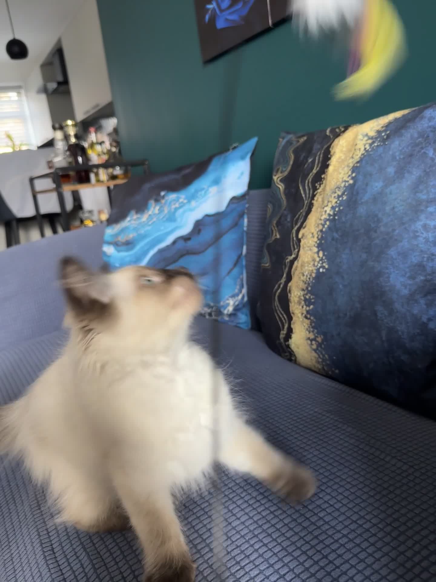 Ragdoll cats for sale: 10 weeks old Ragdoll kitten £400 - Video 1