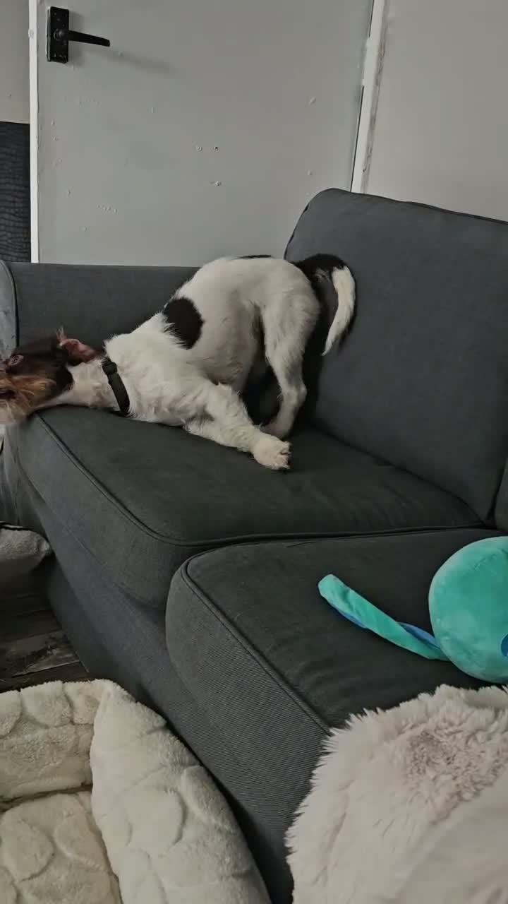 Mixed Breed dogs for sale: Beutifull boy  - Video 1