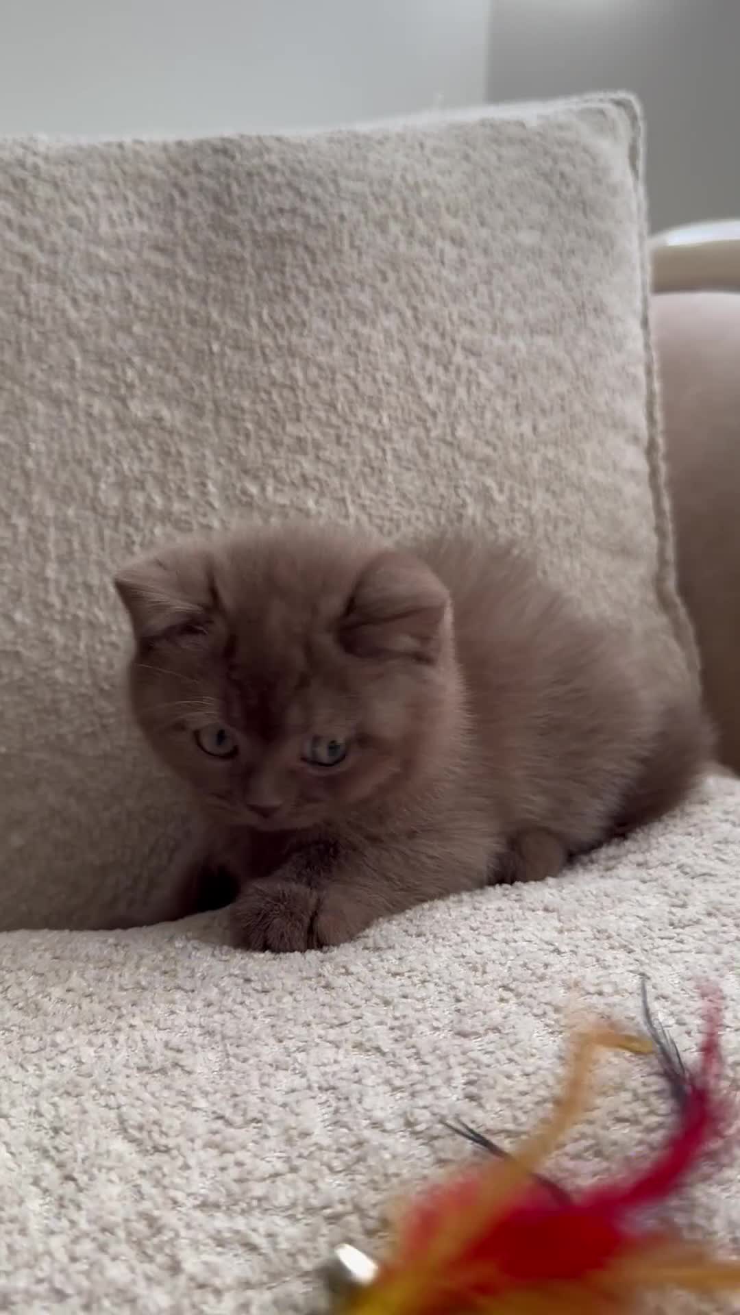 British Shorthair cats for sale: Exceptional Fife Registered BSH Kittens - Video 2