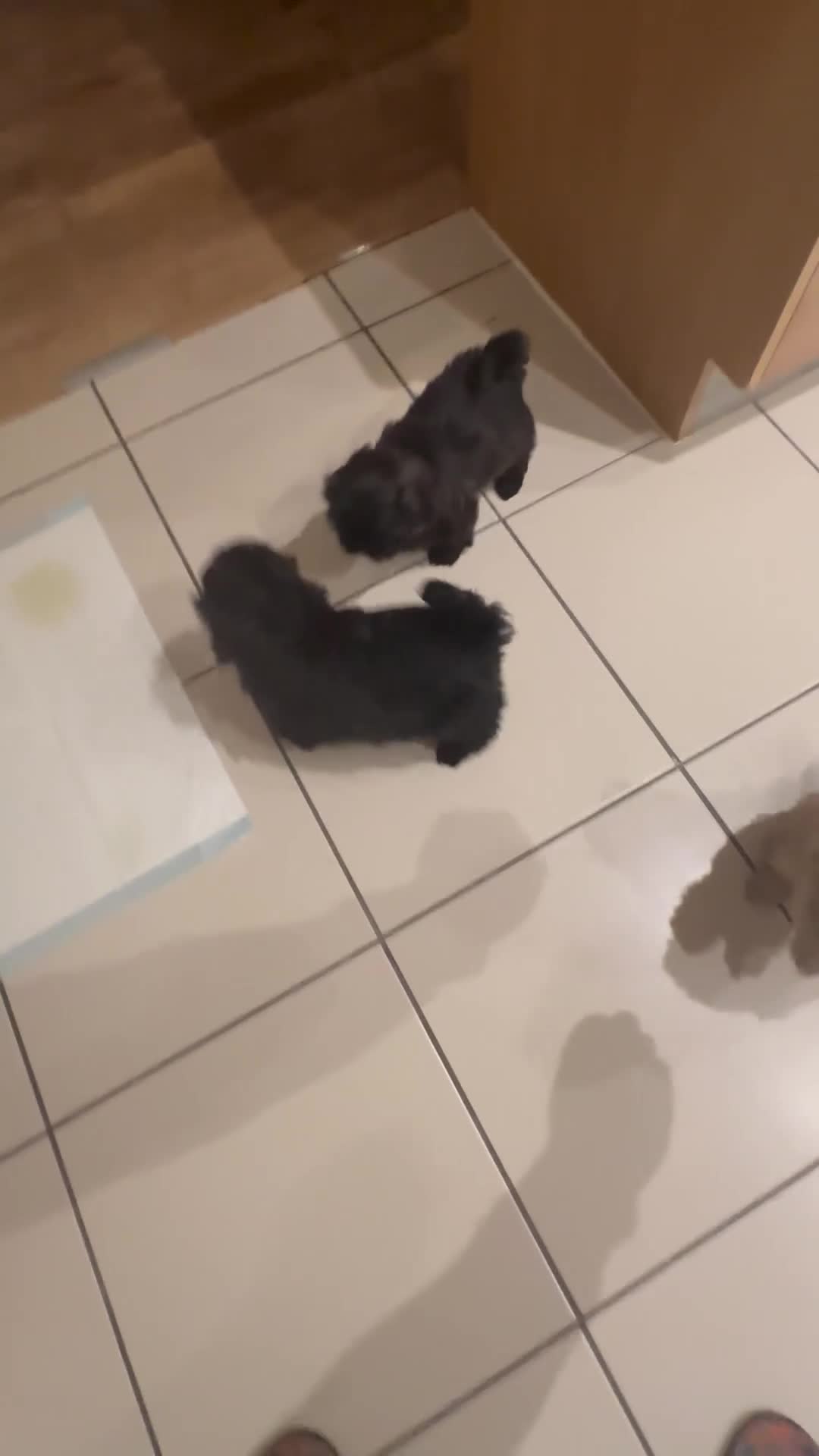 Shih Tzu dogs for sale: Shih Tzu puppies - Video 2