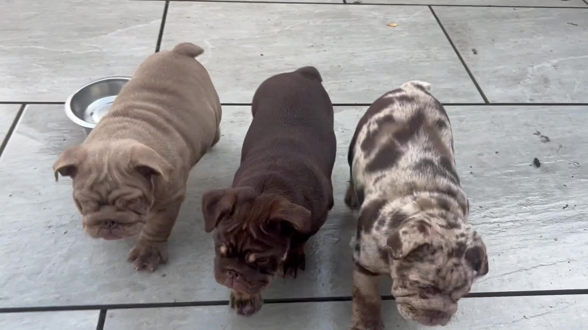 English Bulldog dogs for sale: World class English bulldogs / reduced  - Video 2