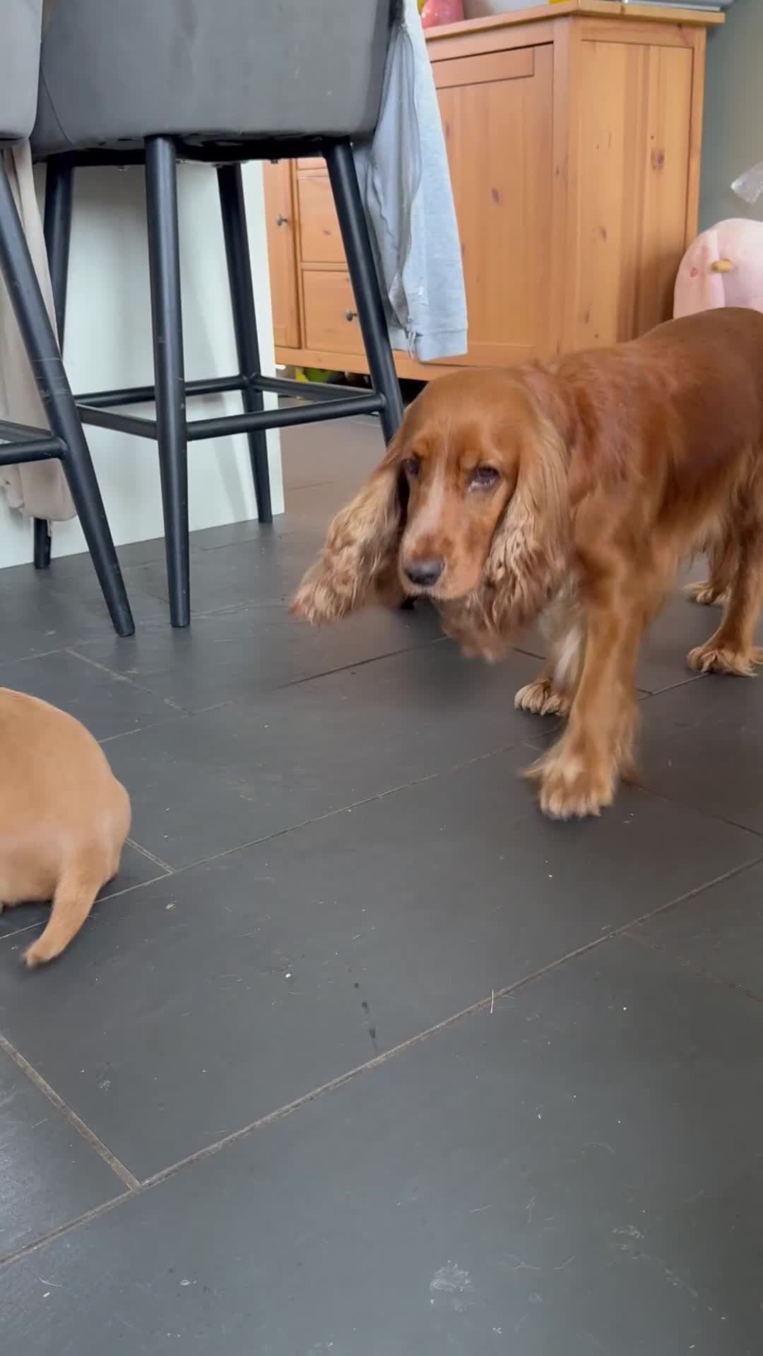 Cocker Spaniel dogs for sale: Cocker spaniel puppies for sale  - Video 1