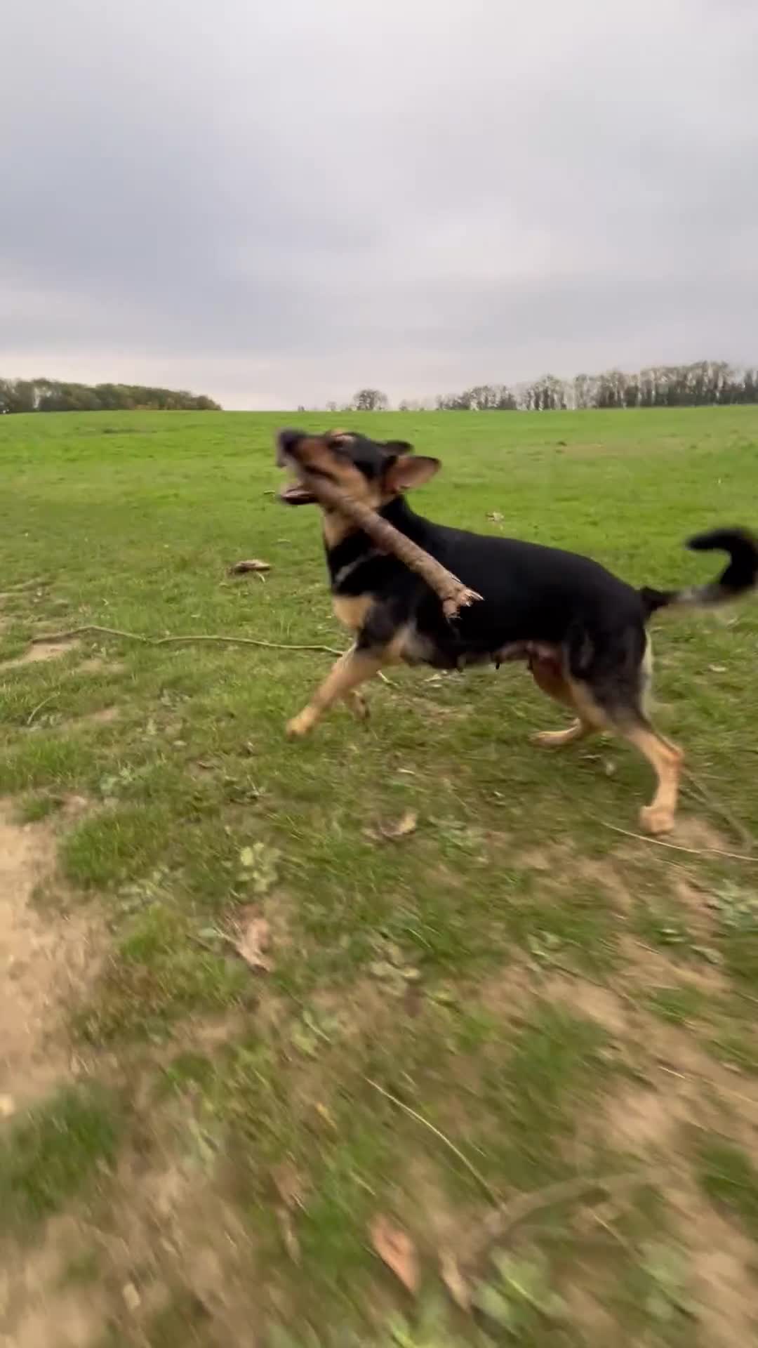 German Shepherd dogs for sale: 🐾 Beautiful German Shepherd Puppies! 🐾 - Video 2