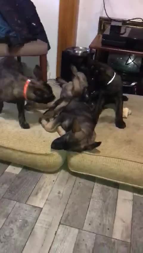 Belgian Shepherd Dog dogs for sale: Belgian Malinois Puppies - Video 2