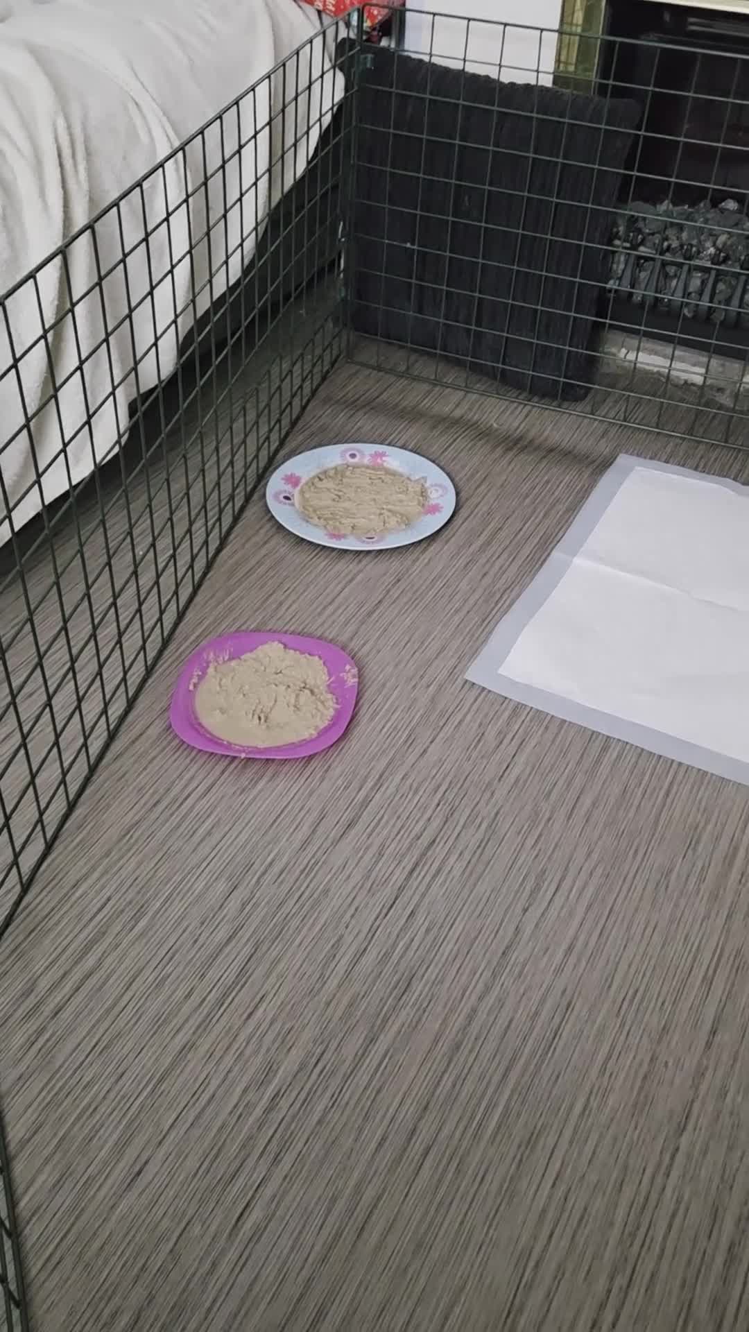 Bordoodle dogs for sale: Beautiful mixed colour bordoodles for sale  - Video 1