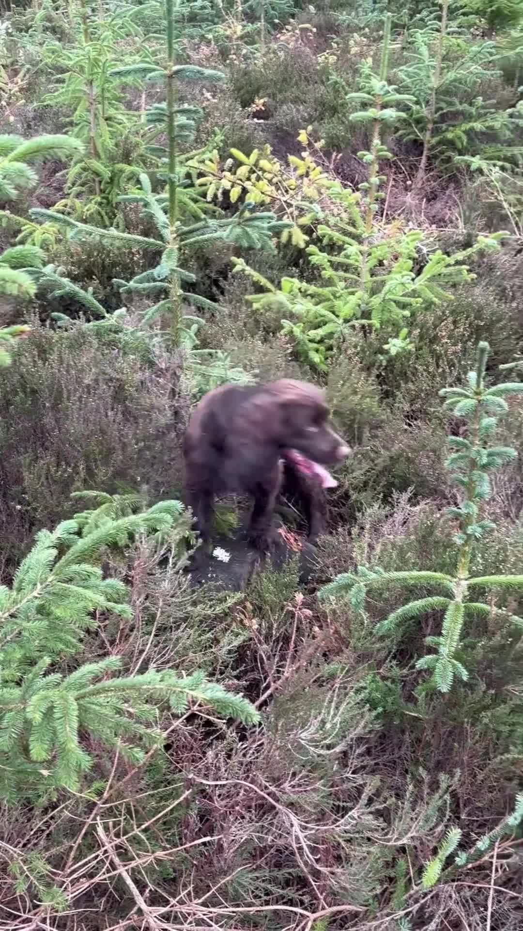 Cocker Spaniel dogs for sale: Last 2 Working Cocker Spaniel Pups - Video 1